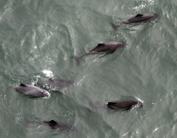 Missing Picture